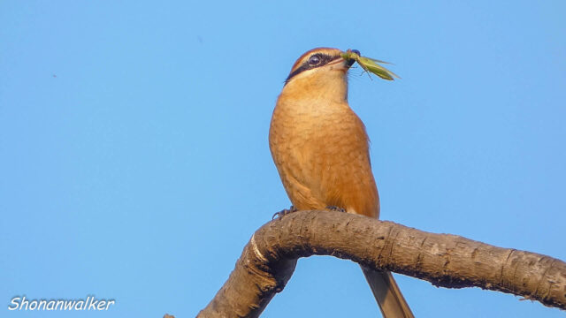 2025年秋 雄モズT 捕食シーン 