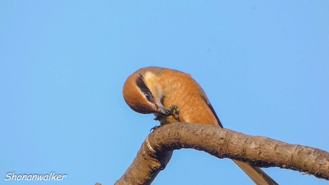 2025年秋 捕食シーン 雄モズT はサウスポー その2