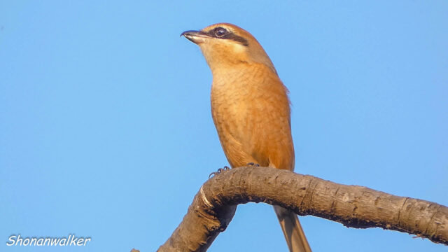 2025年秋 雄モズT エリアCの番人 その2