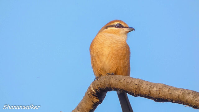 2025年秋 雄モズT エリアCの番人