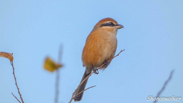 2025年秋 雄モズT エリアCの番人 その3