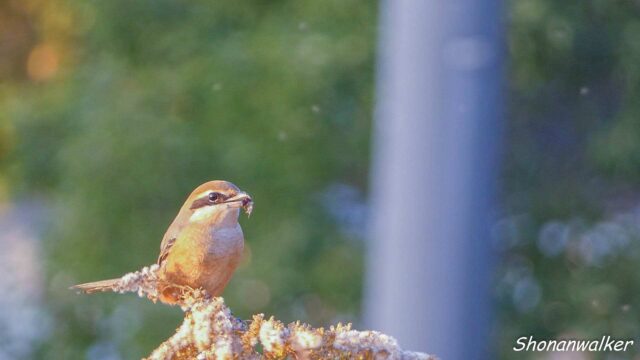 2025年秋　帰還後のモズ その2
