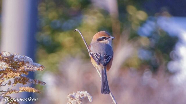 2025年秋　帰還後のモズ その3