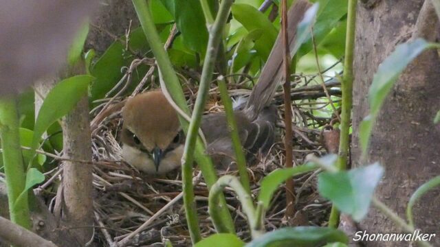 2025年4月 3度目の営巣　抱卵する雌モズ