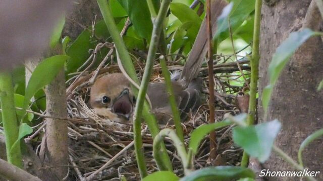 2025年4月 3度目の営巣　抱卵する雌モズ その2