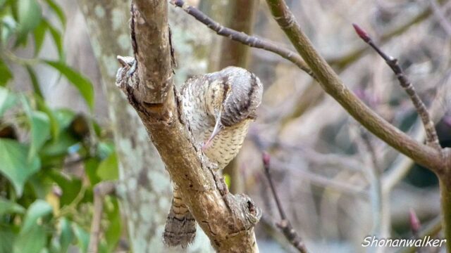 2025年12月冬 餌場D アリスイ その5