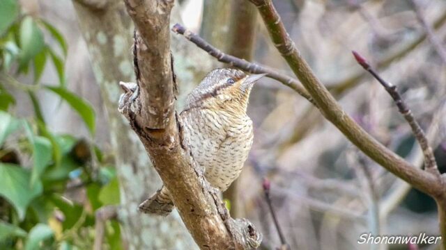 2025年12月冬 餌場D アリスイ その7