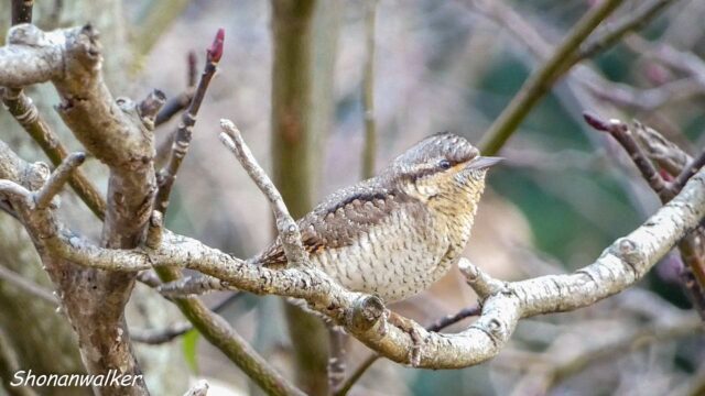 2025年12月冬 餌場D アリスイ その8