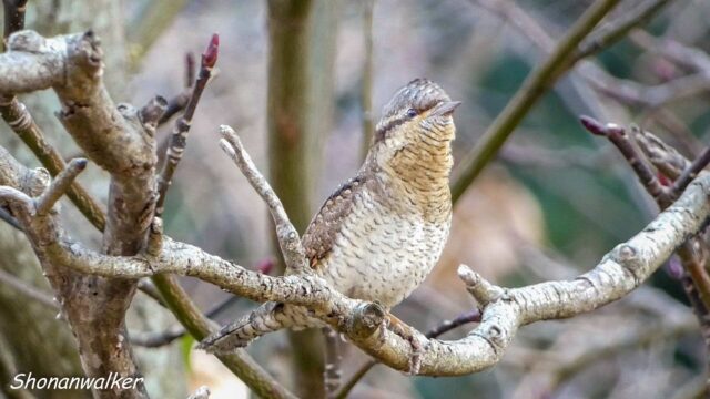 2025年12月冬 餌場D アリスイ その6
