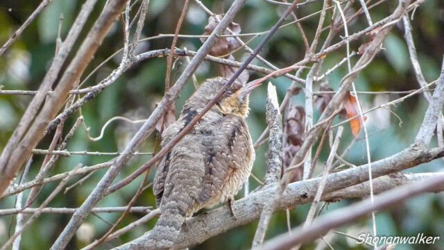 2025年12月冬 餌場D アリスイ その4