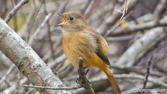 2025年冬 ジョウビタキ雌 水辺エリア その4