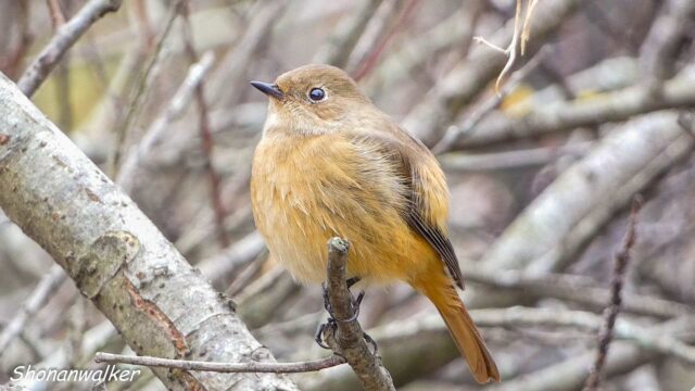 2025年12月冬 パフパフ　ジョウビタキ