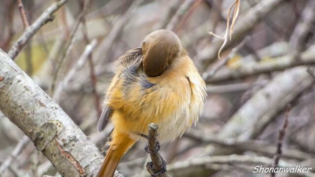 2025年12月冬 パフパフ　ジョウビタキ その2