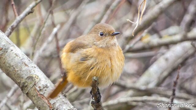2025年12月冬 パフパフ　ジョウビタキ その4