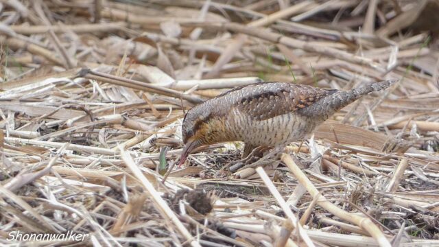 2025年冬 ぽよぽよ アリスイ その2