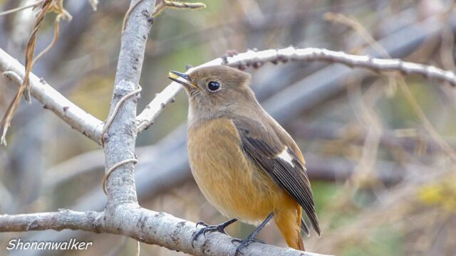 2025年冬 パクパク　ジョウビタキ その3