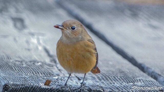 2025年冬 パクパク　ジョウビタキ その2
