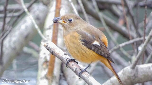 2025年冬 パクパク　ジョウビタキ その4