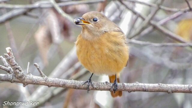 2025年冬 パクパク　ジョウビタキ