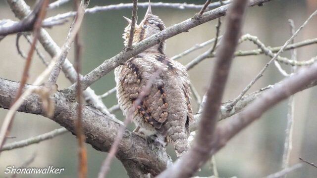 2025年冬 ぽよぽよ アリスイ その3