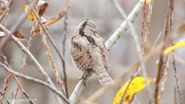 2025年冬 ぽよぽよ アリスイ