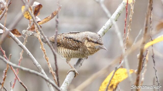 2025年冬 ぽよぽよ アリスイ その5