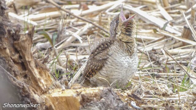 2025年冬 ぽよぽよ アリスイ その7