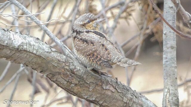 2025年冬 ぽよぽよ アリスイ その6