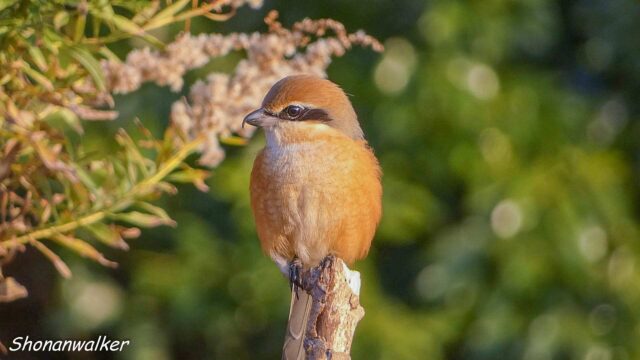 2025年12月 雄モズT エリアCの番人 その9