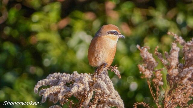 2025年12月 雄モズT エリアCの番人 その10
