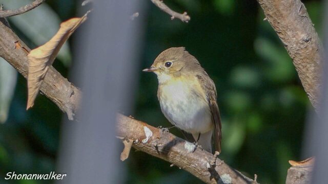 2025年12月　ニシオジロビタキの見学
