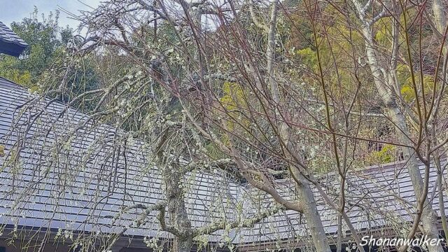 2026年1月下旬 温泉施設の枝垂れ梅