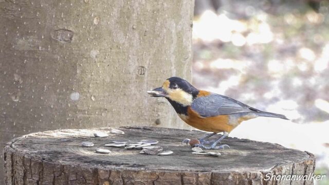 2026年1月 散歩道でのヤマガラ 丸太利用のバードフィーダー