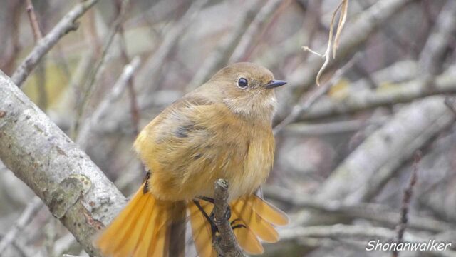 2026年1月冬 ジョウビタキ雌 水辺エリア その6
