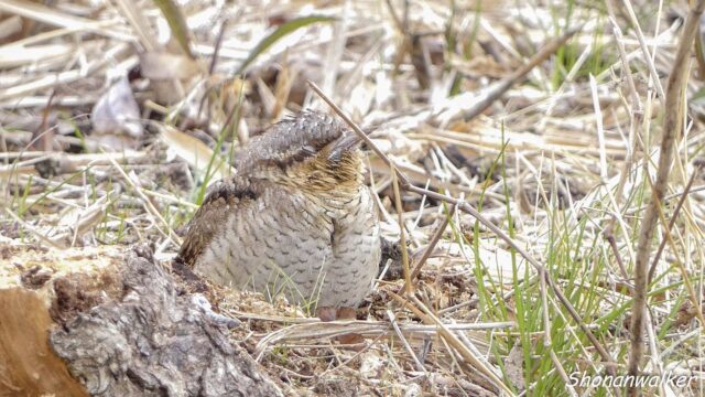 2026年1月冬 ウトウト　アリスイ