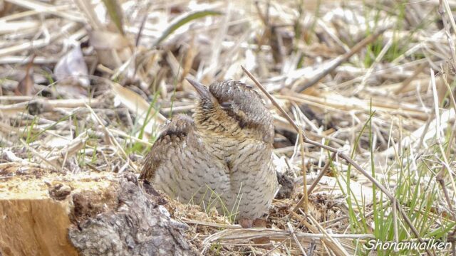 2026年1月冬 ウトウト　アリスイ その2