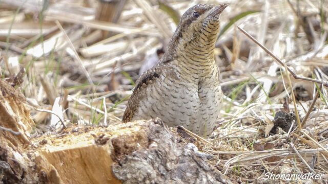 2026年1月冬 散歩道のアリスイ