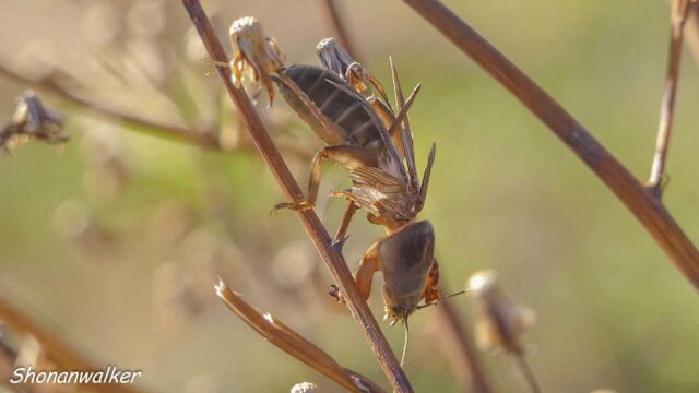 2025年12月末 冬の耕作地 ケラのはやにえ