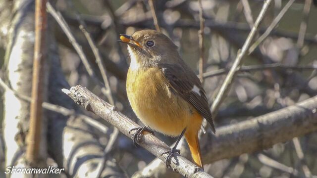 2026年1月冬 パクパク　ジョウビタキ