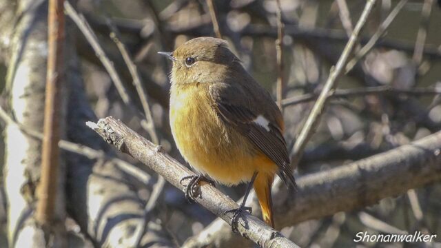 2026年1月冬 ジョウビタキ雌 水辺エリア