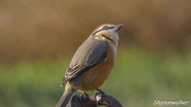 2026年1月 散歩道のモズ雄 その2