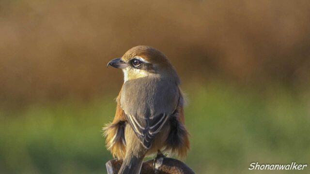 2026年1月 散歩道のモズ雄