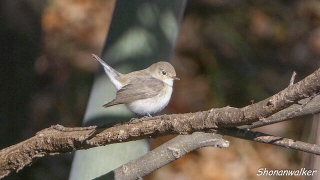 2026年1月冬 プチ遠征　ニシオジロビタキ