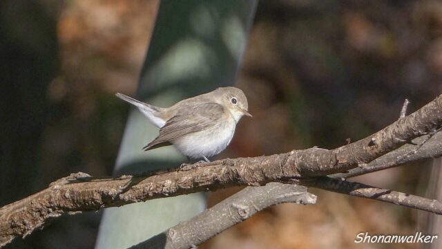 2026年1月冬 プチ遠征　ニシオジロビタキ その2