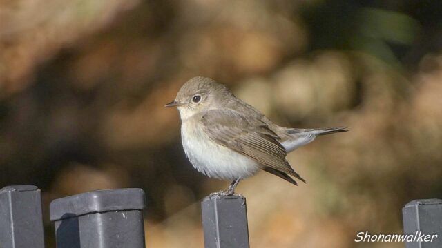 2026年1月冬 プチ遠征　茶目な ニシオジロビタキ その2