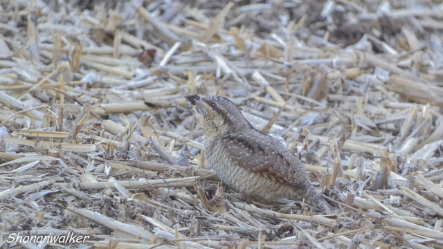 2026年1月冬 散歩道のアリスイ その3