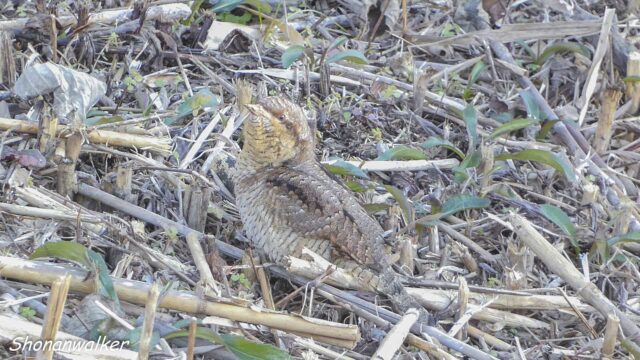 2026年1月冬 散歩道のアリスイ その2