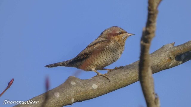 2026年1月冬 散歩道のアリスイ その4