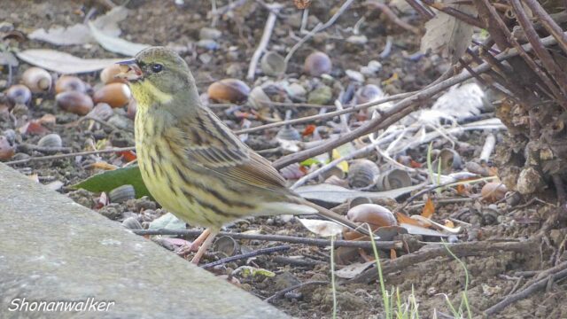 散歩道 2026年1月冬 道端で採餌するアオジ その2