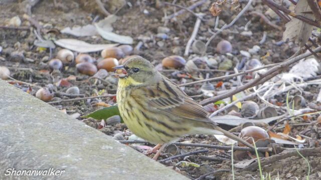 散歩道 2026年1月冬 道端で採餌するアオジ